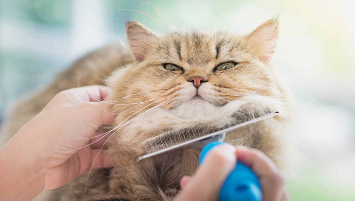 Understanding the Formation of Hairballs in Cats and How to Address the Issue